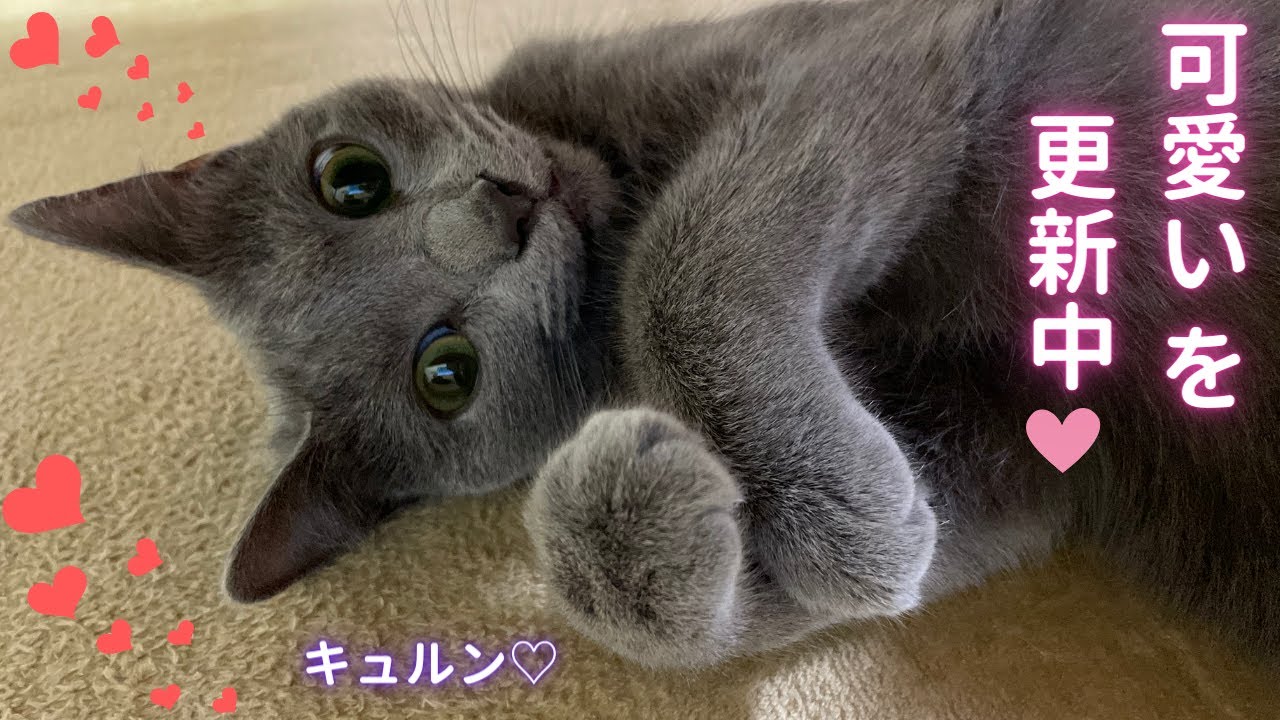 【猫ロシアンブルー】自分が可愛いと気付いた系女子