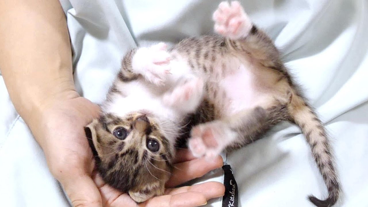 子猫が丸くてぽによぽにょなお腹を見せて誘惑してくるのでつい触ってしまいます【赤ちゃん猫　保護猫】