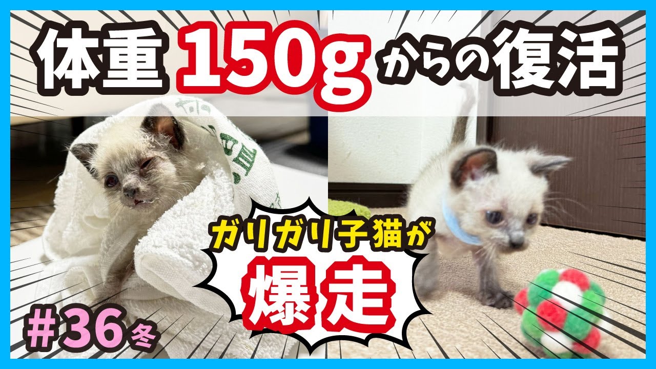 【子猫 奇跡の走り】大変身の保護猫シャムミックス！真冬に保護した赤ちゃん猫たちの成長記録。（冬36）