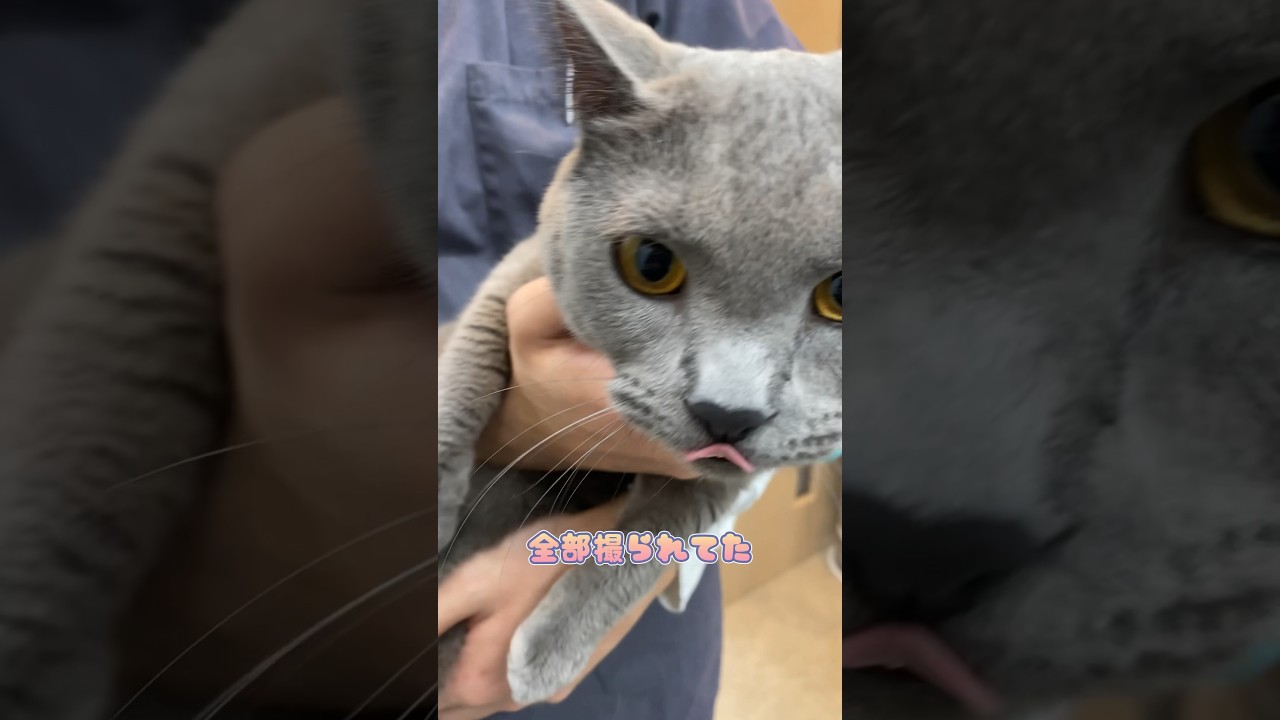 抱っこされるも帰りたそうなシャルトリュー