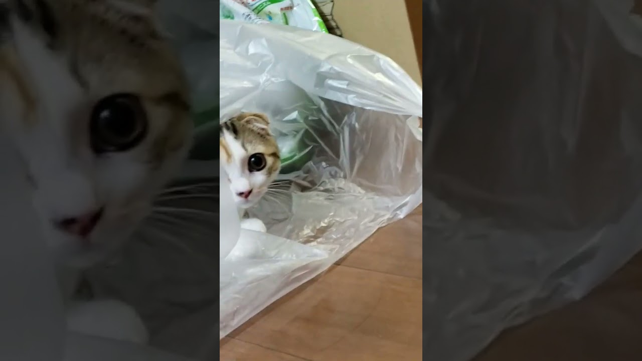 コーナンのペットショップで買ってきたわけではない