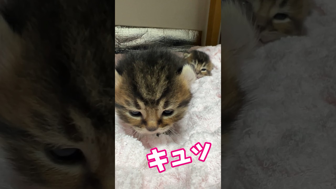頭がデカくてガックガクする子猫✨