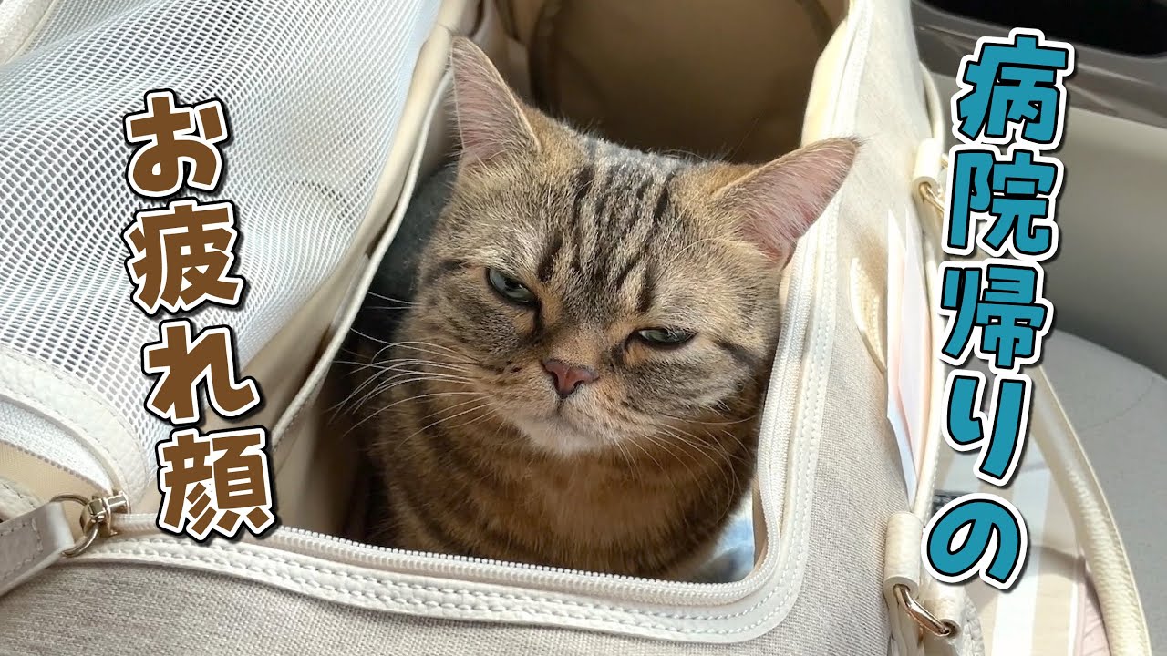 病院で大暴れして疲れきった猫の顔がこうなっちゃいました！