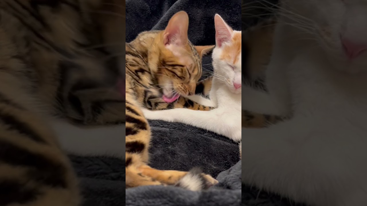 #cute #cat #cats #kitten #子猫 #bengal #ベンガル #保護ネコ #保護猫