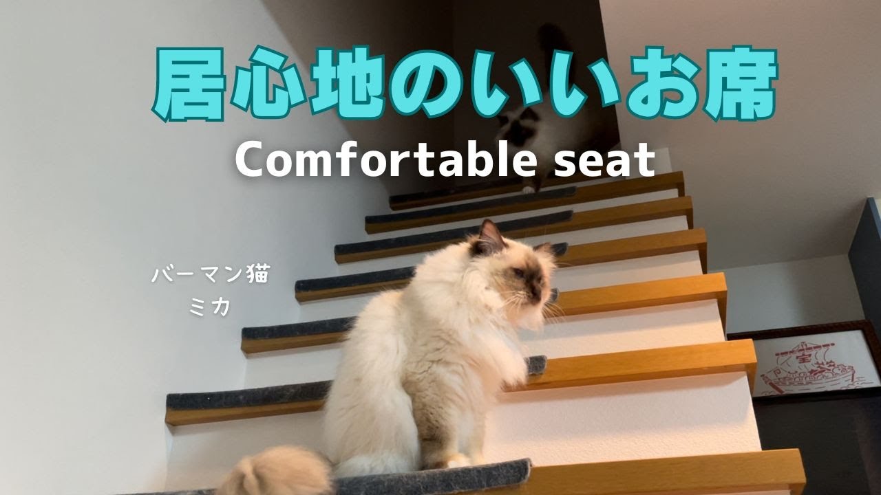 バーマン猫ミカとウリ【居心地のいいお席】Comfortable seat（バーマン猫）Birman/Cat