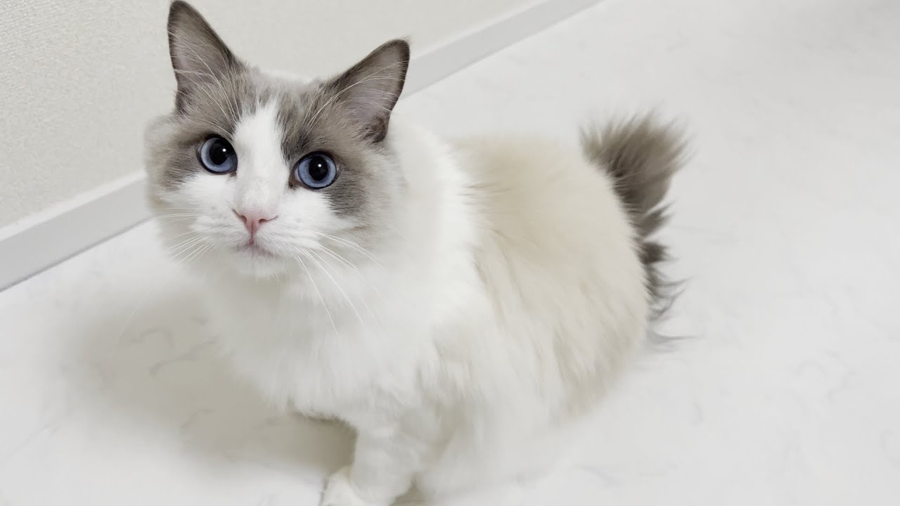 食欲旺盛すぎて朝から晩まで大絶叫してくるラグドール猫がかわいすぎました。