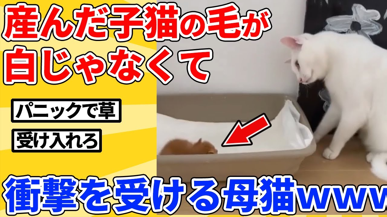 【2ch動物スレ】子猫が自分と似てなさ過ぎてパニックになる母猫ｗｗｗｗｗ