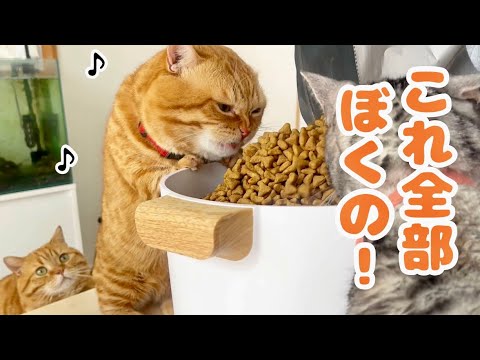 【朗報】夢がひとつ叶いました！ #猫 #マンチカン
