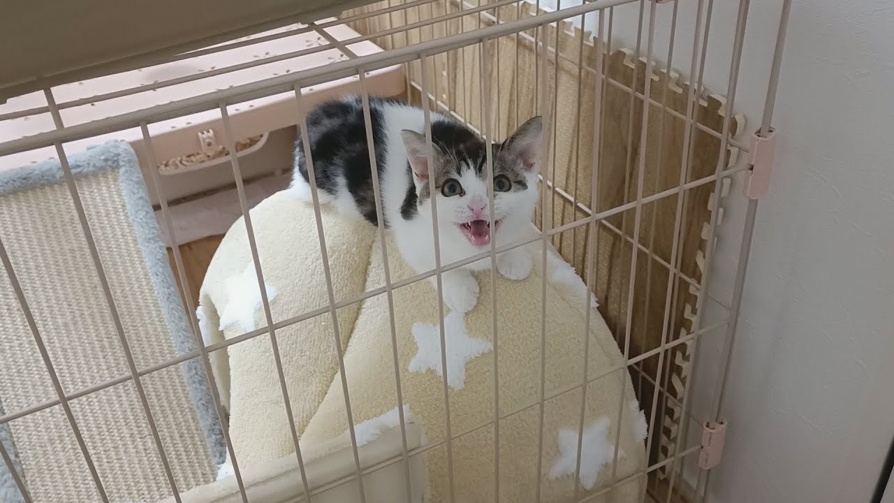 突然ケージから出せ！と叫ぶ子猫…そこには衝撃の事実が存在しました