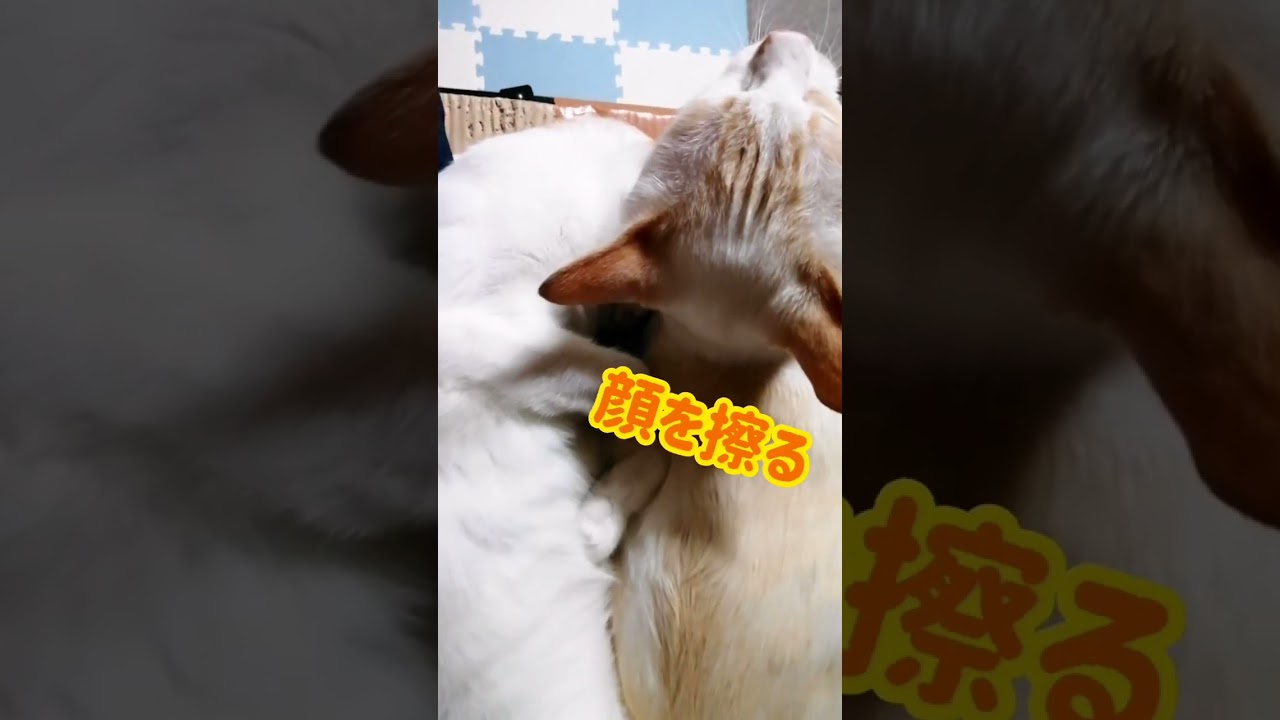 【ねこ動画】娘に足を乗せ、顔を擦る母猫きなこ🐱 #shorts #猫 #ねこ親子