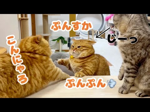 ぽちゃくんにちょっかいを出す茶々パパを怒ってたポッポママが... #猫 #マンチカン