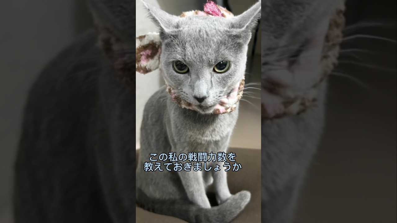 戦闘力数が高い猫　#Shorts #ロシアンブルー　#ねこ　#ねこ動画　#cat #猫　#russianblue