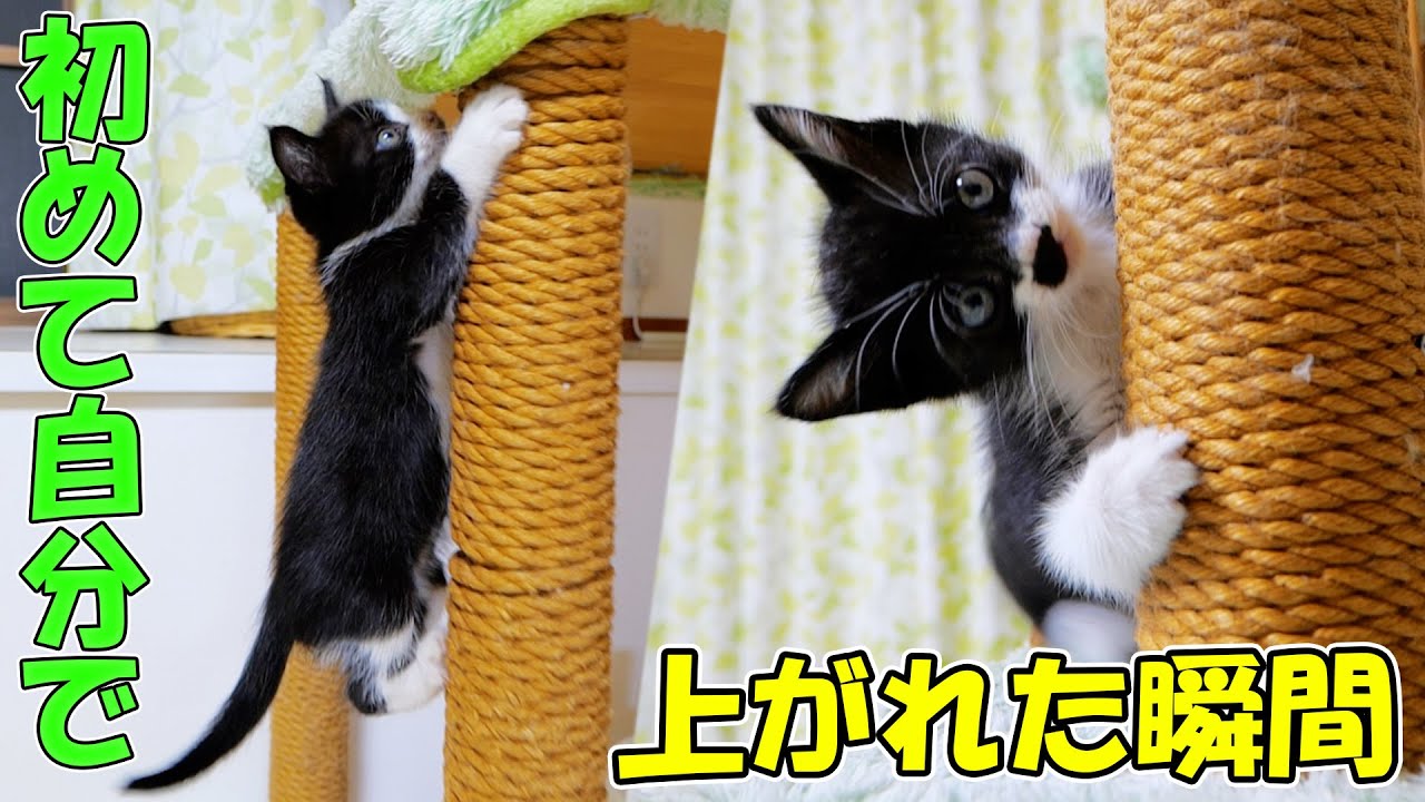子猫達が自分で上がれるようになりました🐈🐈