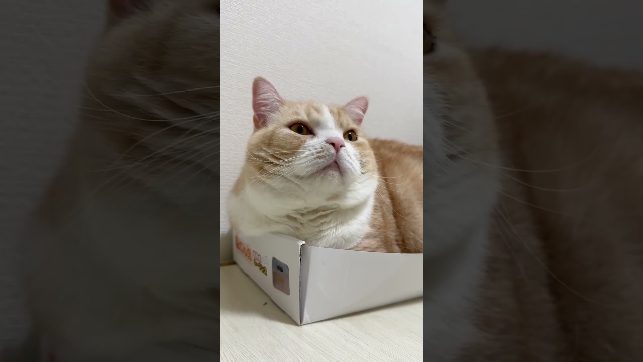 #猫 #ねこ #猫動画 #猫との暮らし #猫あるある #可愛い猫 #猫好きさんと繋がりたい #cat #猫ミーム  #スコティッシュフォールド