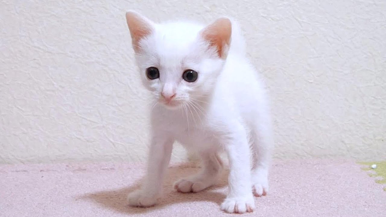白い子猫が壁を突破しようとしたけど返り討ちに遭ってしまいました【赤ちゃん猫　保護猫】