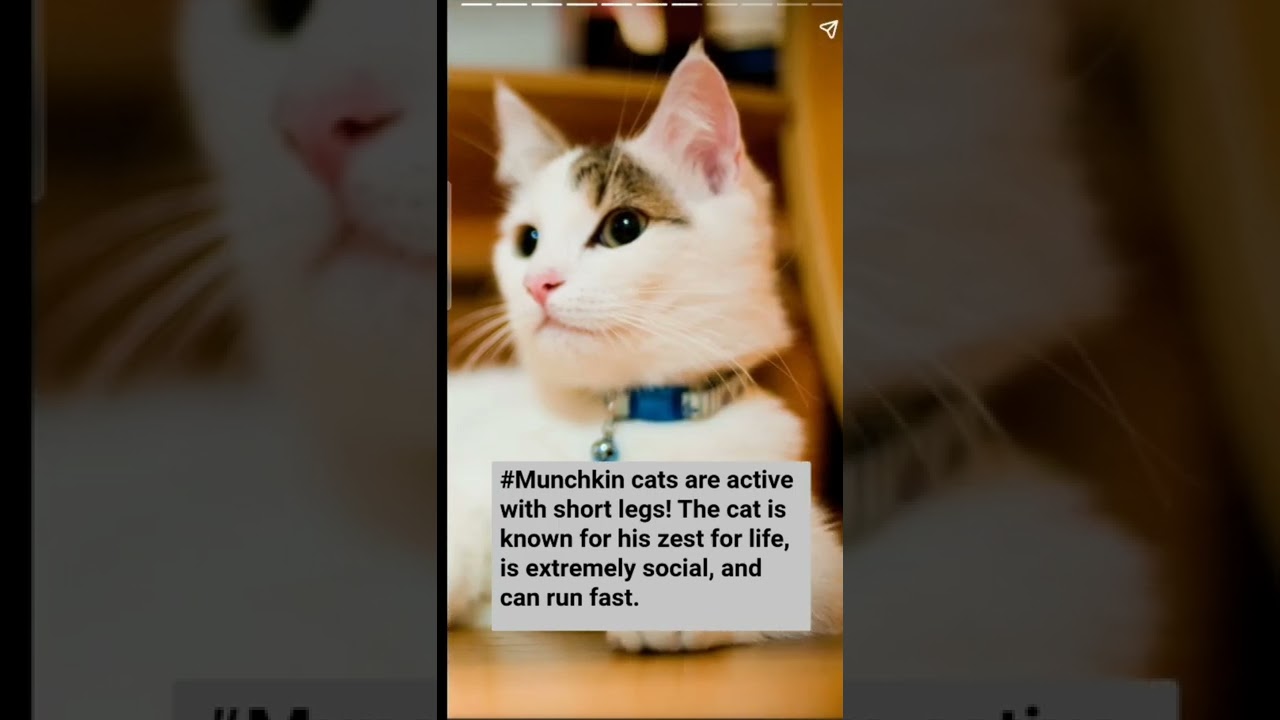 11 Friendliest Cat Breeds That Make Cuddly Companions