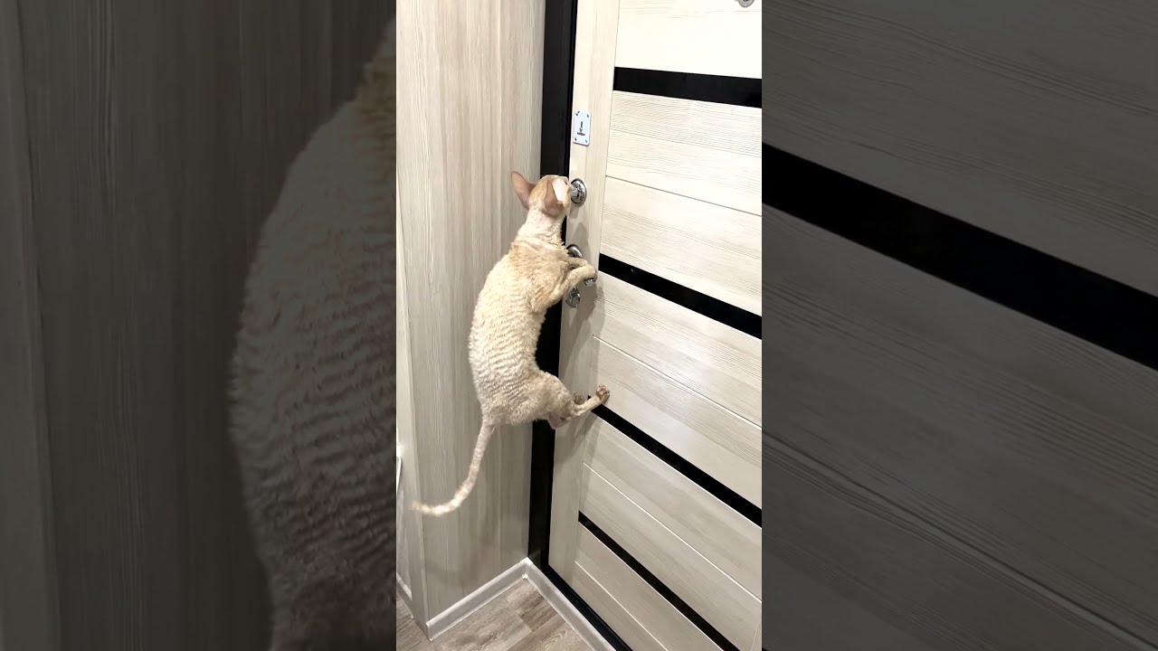 Funny cat trying to open the door