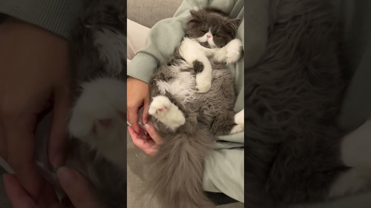 やる気が出ない子猫【エキゾチックロングヘア】An unmotivated kitten.  [Exotic long hair]