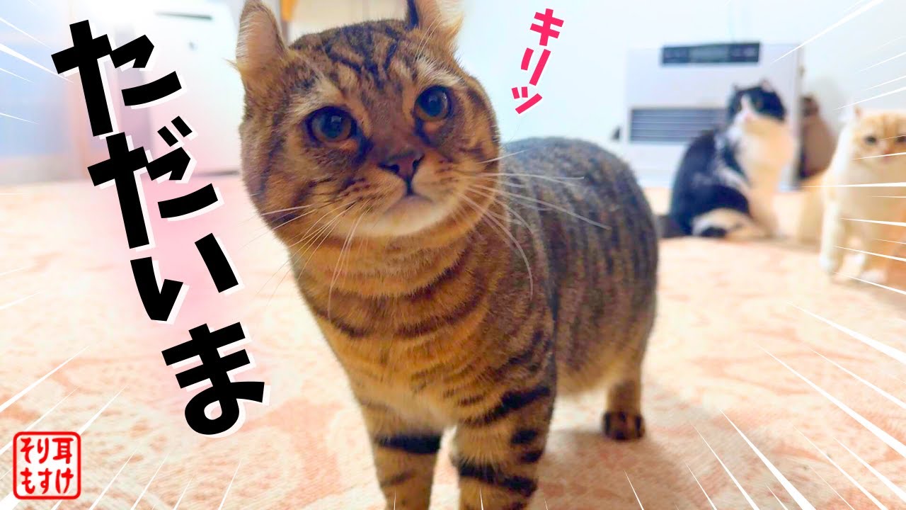 整形手術で目がパッチリして帰ってきた息子がまさかの行動にｗ