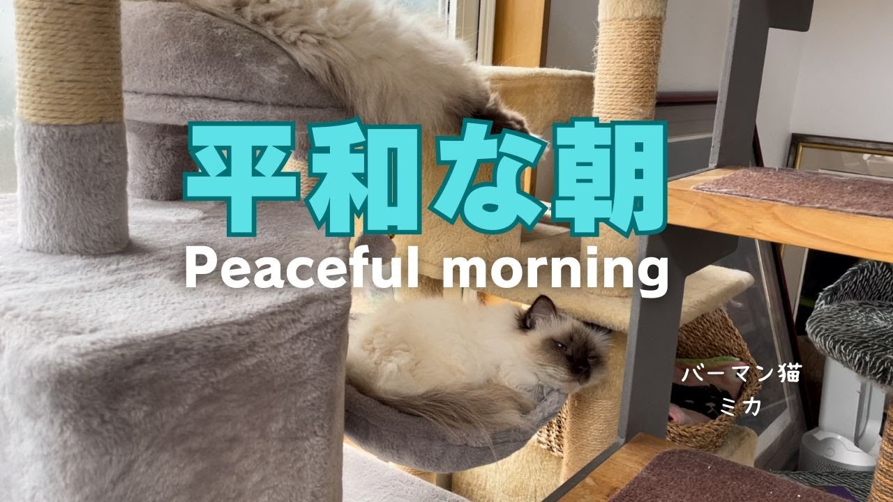 バーマン猫ミカとウリ【平和な朝】Peaceful morning（バーマン猫）Birman/Cat