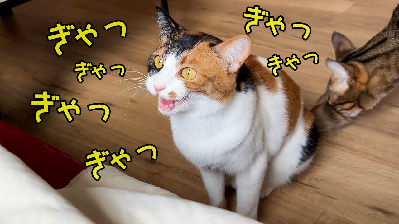 窓の外に美味しそうな鳥を見つけた猫たちが大興奮し始めましたwww