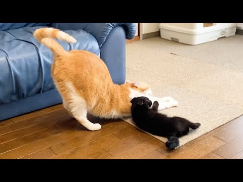 先住猫のことが好きすぎる子猫