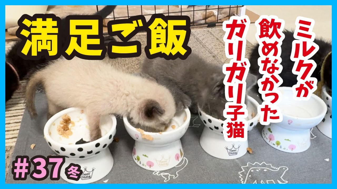 【ガリガリ子猫】楽しいご飯と食後のまったりは癒しそのもの。真冬に保護した赤ちゃん猫たちの成長記録。（冬37）