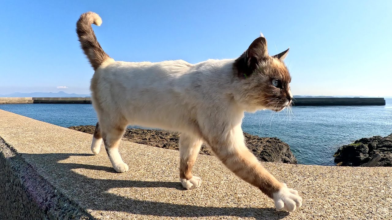 シャム猫が堤防の上をテクテクと歩いてモフりを要求してきた