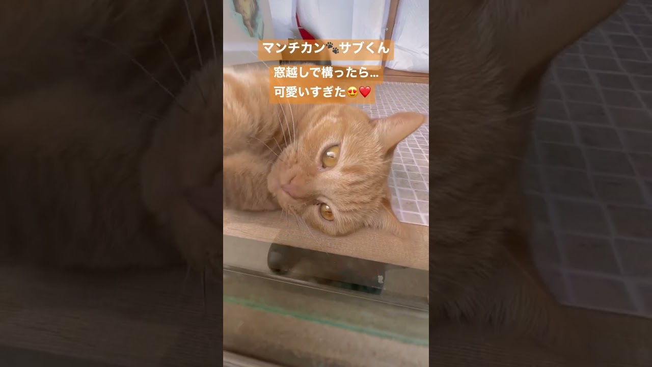 窓越しマンチカン😍可愛すぎた件🐾　サブくん💕　#マンチカン #shorts #cat #catvideo #肉球 #猫