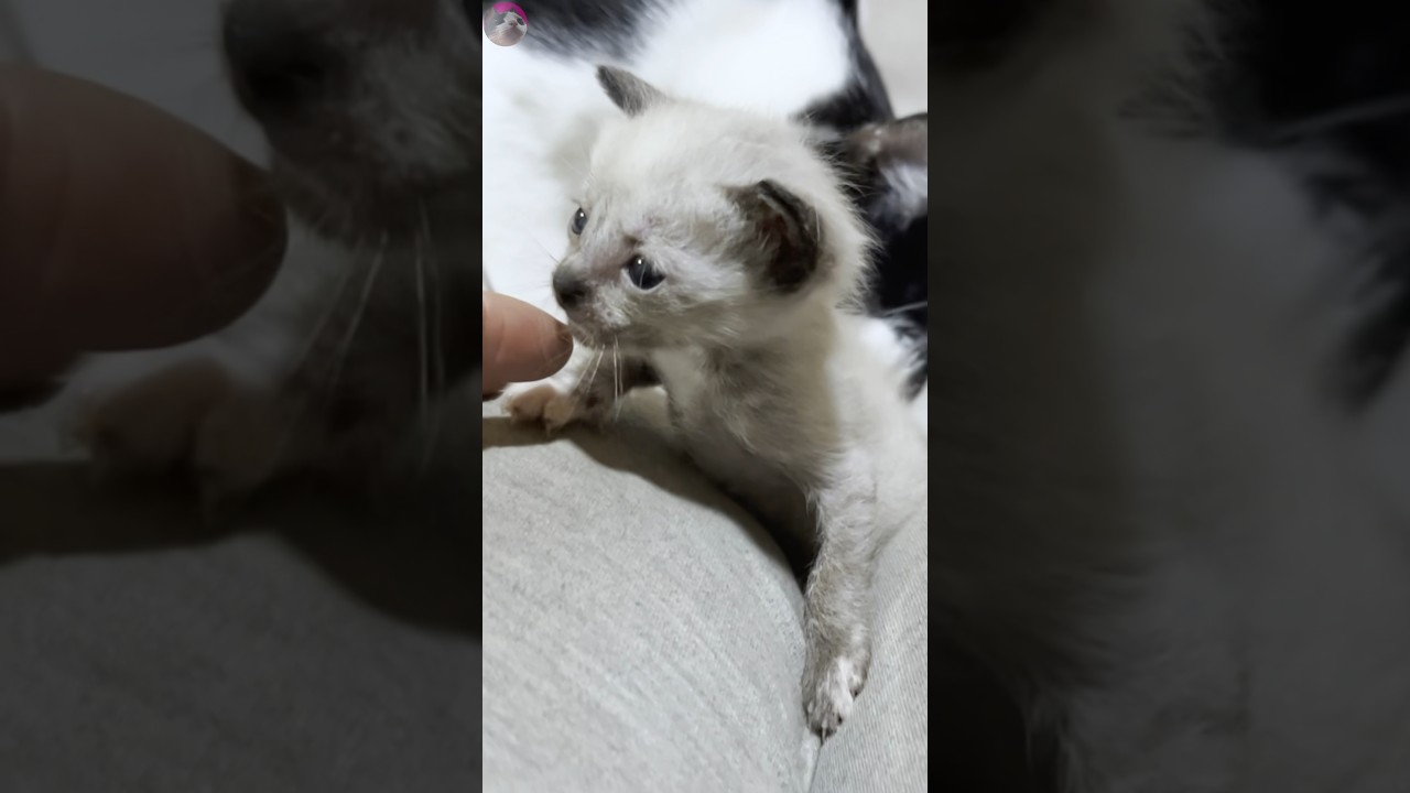 A rescued kitten waddling over to seek affection #shorts