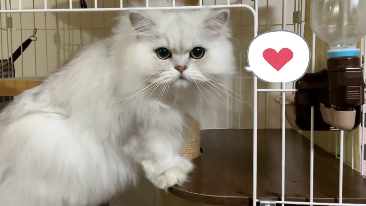 【ペルシャ猫】キャットタワー兼癒しのケージみんなやって来る❣️可愛すぎるペルシャ猫たち