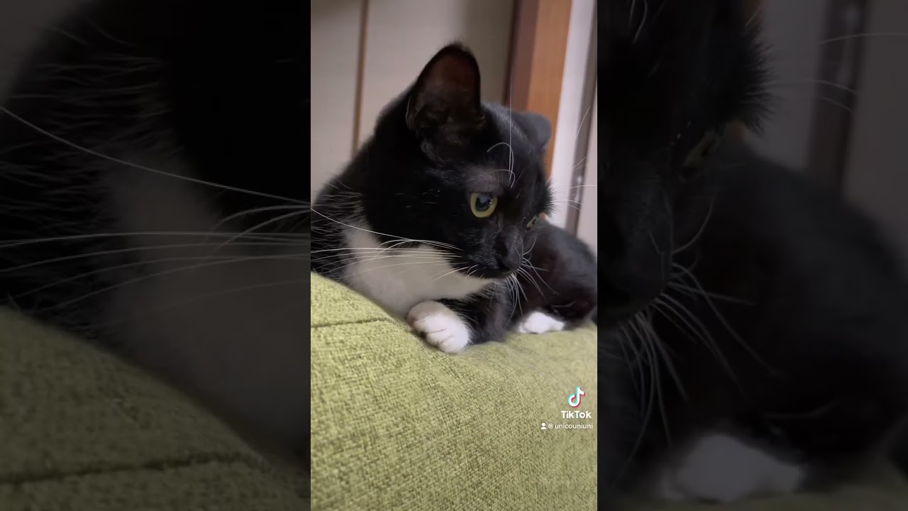 Uni looks like Maxwell #shorts #maxwell