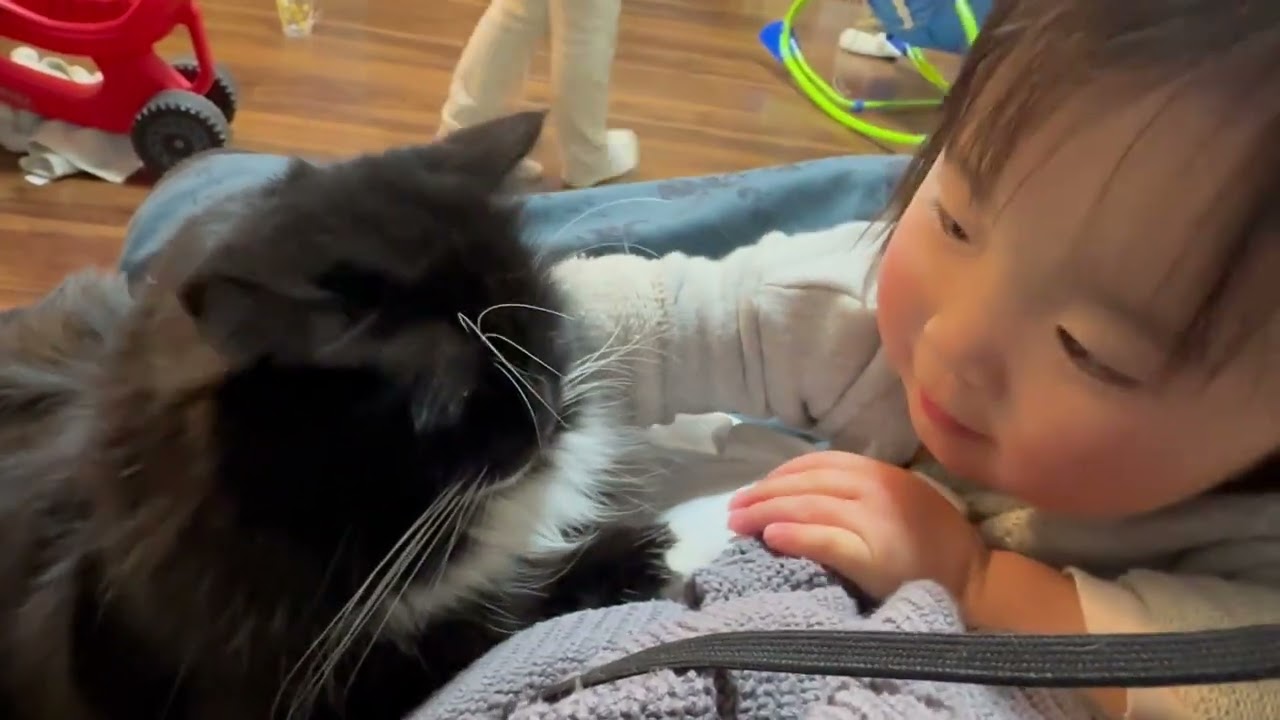 触られる場所に交互に来る猫　ノルウェージャン　ラガマフィンThe cats alternate between coming to the place where they are touched.