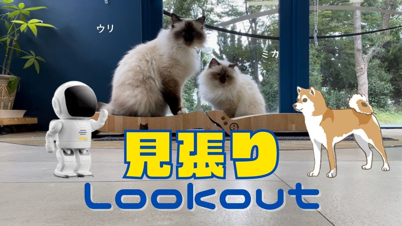 バーマン猫ミカとバリバリベッド【見張り】Lookout（バーマン猫）Birman/Cat