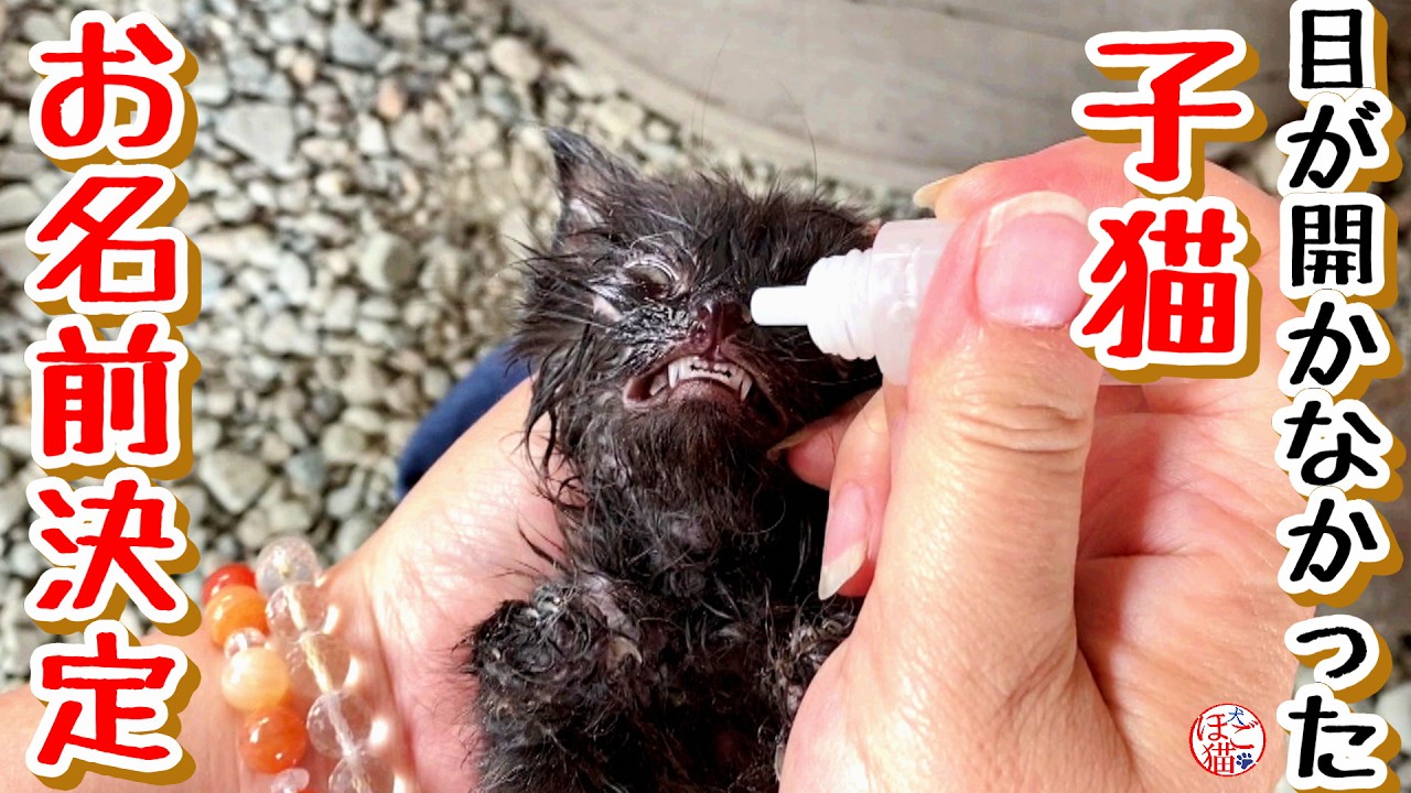 【子猫 保護】お名前決定！＋おまけ