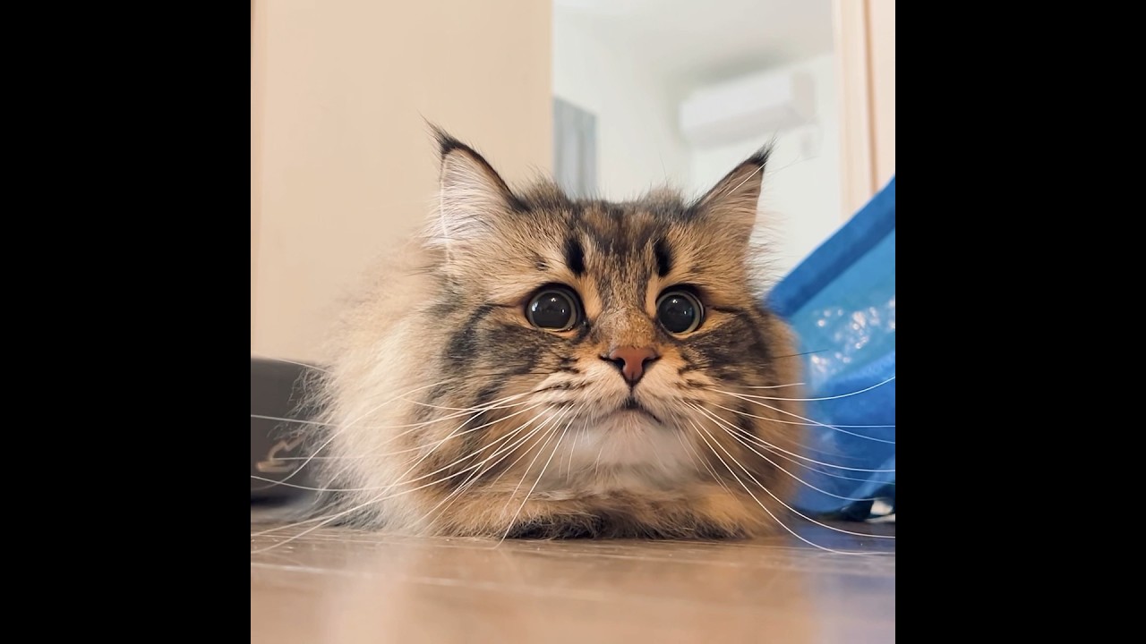 フォルムチェンジ！😼#猫 #サイベリアン #サイベリアンフォレストキャット