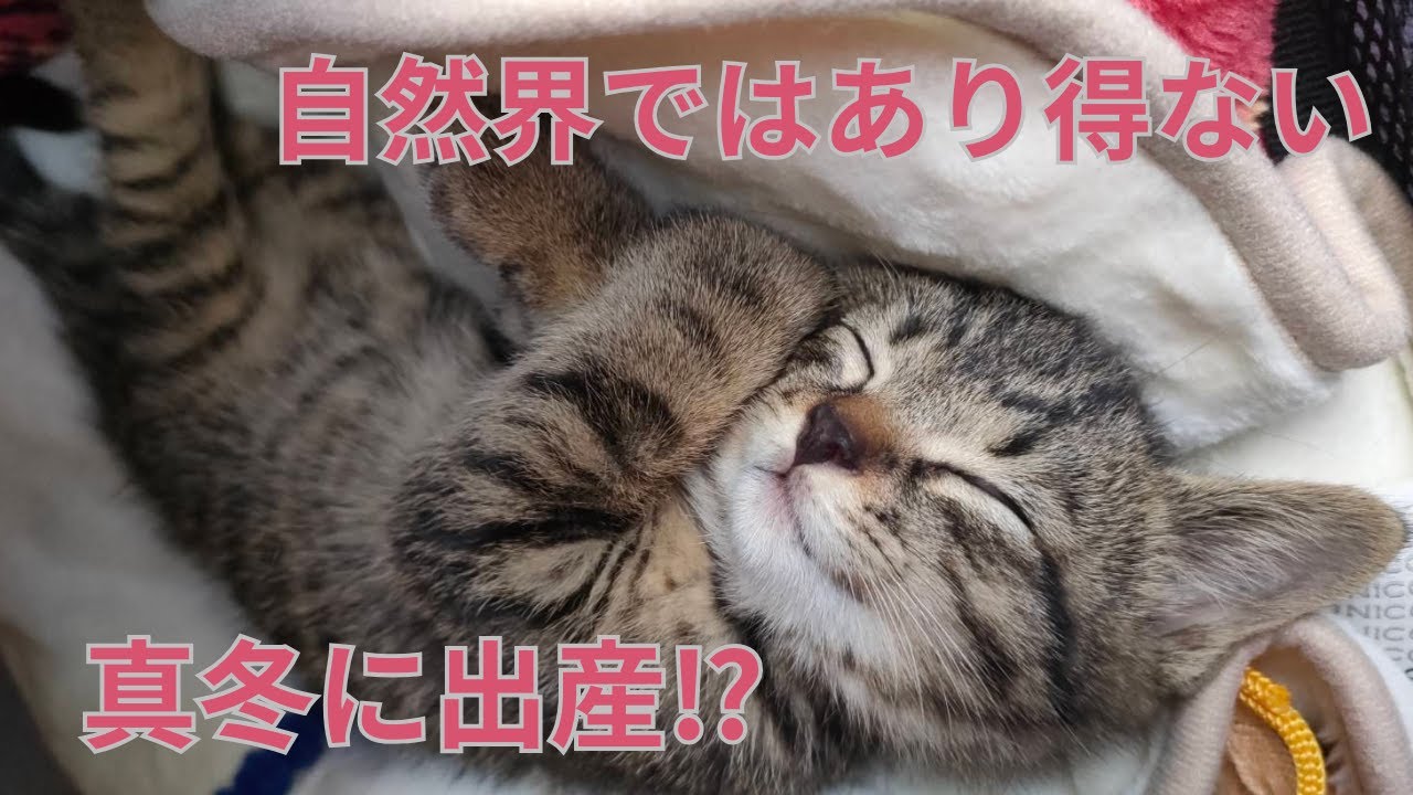 【87】極寒の外で震えながらお産が迫っていた母猫と子猫の運命が☆重症のカイセン治療を克服した猫仙人カリン様の嬉しいご報告