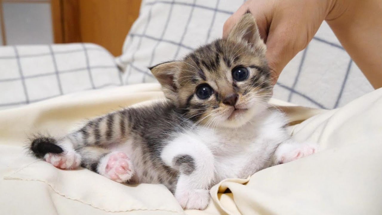 お腹いっぱいになった子猫が、かわいいポーズで甘えてくる【赤ちゃん猫　保護猫】