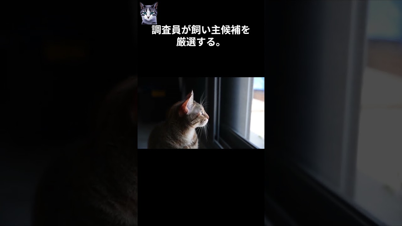 【猫の可愛い雑学】闇の組織ねこねこネットワークの実態5選#cat  #catbehavior  #キャット #雑学 #catcare  #pettingcat #ねこ
