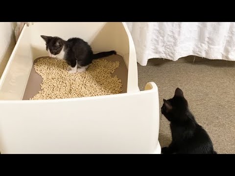 子猫がトイレを眺める理由がかわいい