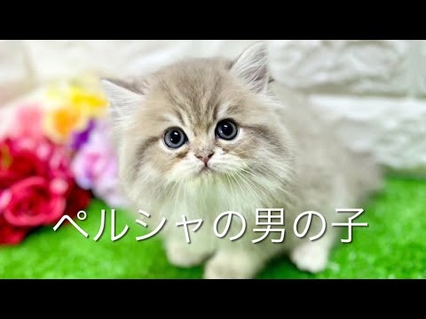 ペルシャの子猫　（和歌山）