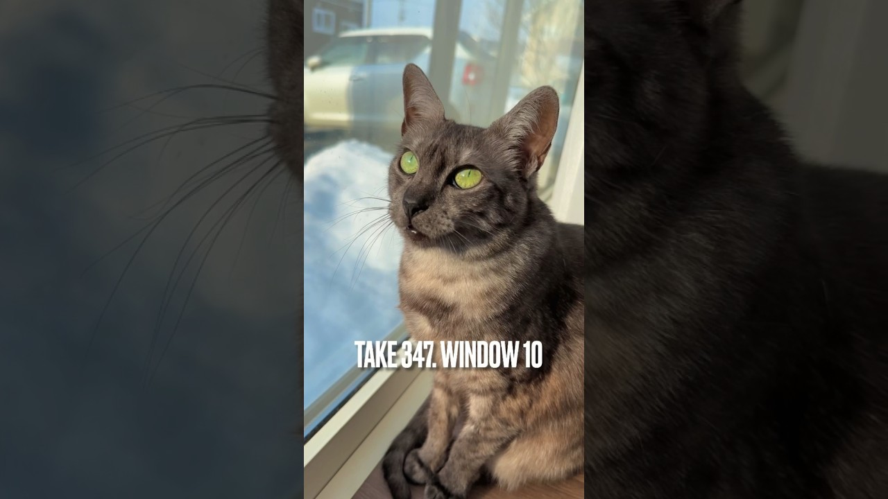 鳥さんたち、賑やかだにゃ❗️気になって仕方にゃいにゃ‼️#エジプシャンマウ #窓辺の猫 #東北の猫 #猫の気持ち #にゃるそっく #春の気配 #egyptianmau #首ぐるぐる #shorts