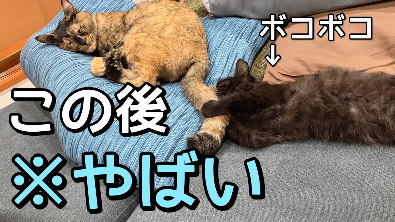一緒に遊びたくて寝ている先住猫にちょっかい出したらボッコボコにされてしまった子猫。