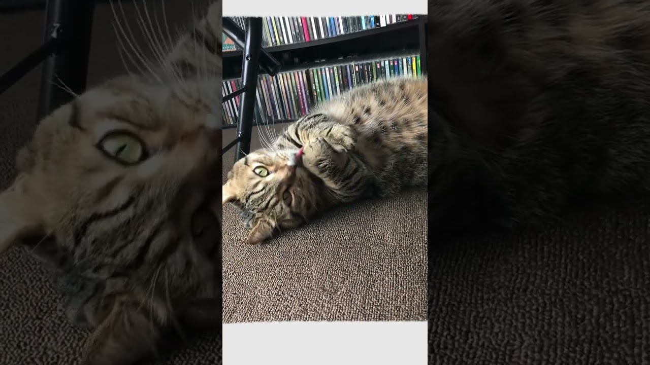 昼は大体こんな感じ