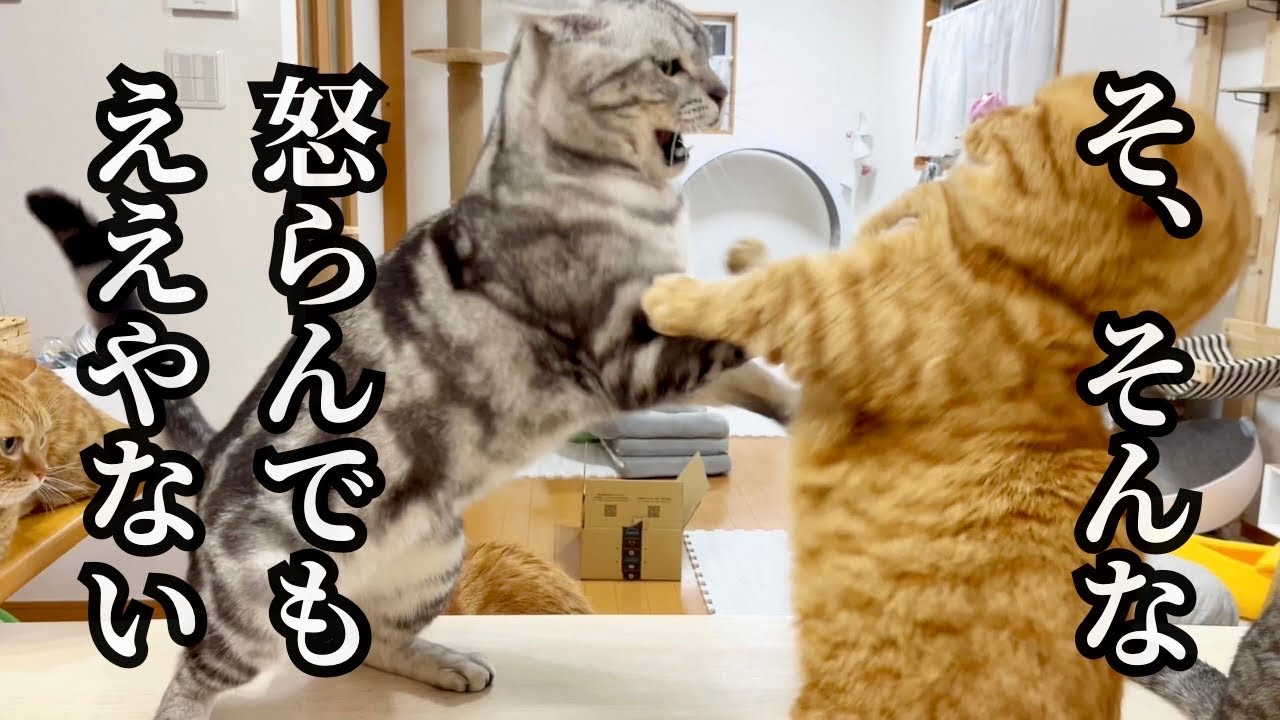みゅうちゃんキングボンビー出現に猫たちがパニック！？ #猫 #マンチカン