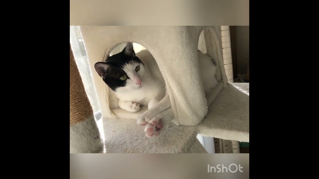 ただただ眠たい猫「オチがなくてごめんにゃ」