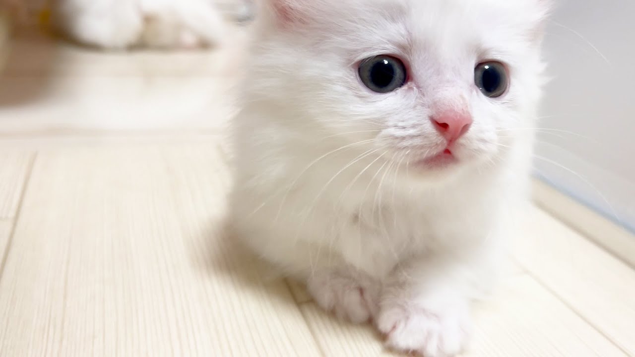 【マンチカンの子猫】子猫達の成長と共にお別れも近くなる件 ～猫のいる生活Vol.914～出産動画 マンチカン短足・ミヌエット・ペルシャ猫専門ブリーダー『ペット蔵人』【子猫の成長記録】