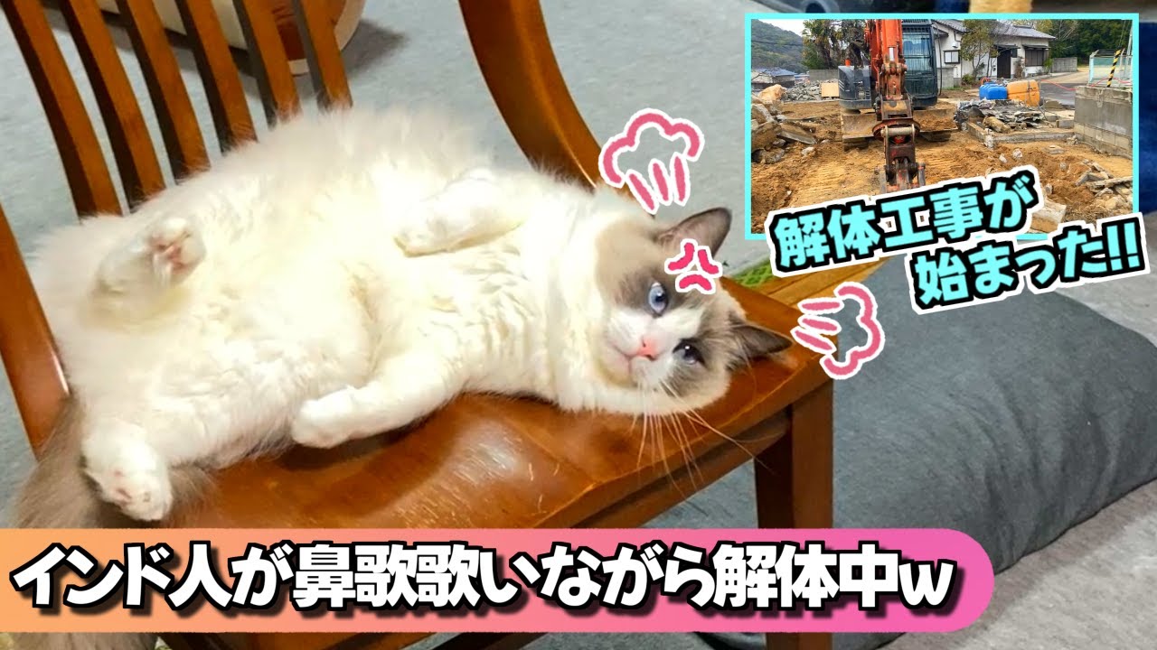 オカンの家の解体工事が始まった！！騒音とインド人の鼻歌に耐えるラグドール・・・ドルチェ＆ガッバーナの靴買った！！【ラグドール・猫のナレーション】