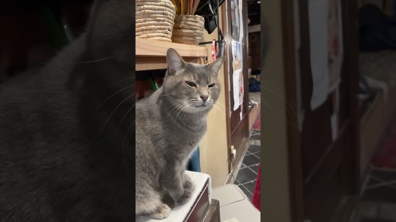 #風の猫　食べたい台に乗って..　何か悲しい猫…　#shorts