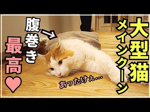 腹巻き好きな大型猫メインクーン